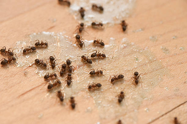Best Emergency Pest Control  in Rio Del Mar, CA